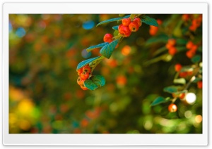 Westonbirt Arboretum Ultra HD Wallpaper for 4K UHD Widescreen desktop, tablet & smartphone