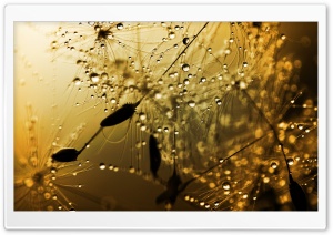 Wet Dandelion Seeds Macro Ultra HD Wallpaper for 4K UHD Widescreen desktop, tablet & smartphone