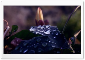 Wet Dark Leaf Macro Ultra HD Wallpaper for 4K UHD Widescreen desktop, tablet & smartphone