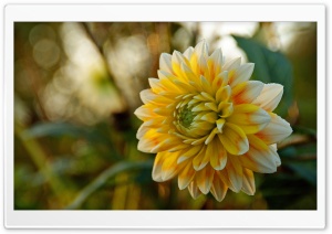 Wet Flower Ultra HD Wallpaper for 4K UHD Widescreen desktop, tablet & smartphone