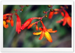 Wet Flowers Ultra HD Wallpaper for 4K UHD Widescreen desktop, tablet & smartphone