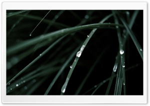 Wet Grass Ultra HD Wallpaper for 4K UHD Widescreen desktop, tablet & smartphone
