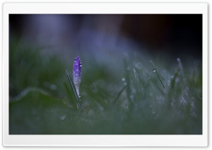 Wet Grass Blade Ultra HD Wallpaper for 4K UHD Widescreen desktop, tablet & smartphone