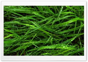 Wet Grass Summer Ultra HD Wallpaper for 4K UHD Widescreen desktop, tablet & smartphone