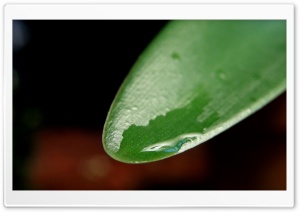 Wet Leaf Ultra HD Wallpaper for 4K UHD Widescreen desktop, tablet & smartphone
