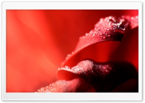 Wet Petals Ultra HD Wallpaper for 4K UHD Widescreen desktop, tablet & smartphone