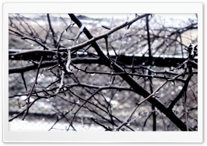 Wet Tree Branches Ultra HD Wallpaper for 4K UHD Widescreen desktop, tablet & smartphone