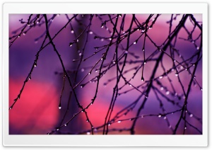 Wet Twigs Ultra HD Wallpaper for 4K UHD Widescreen desktop, tablet & smartphone