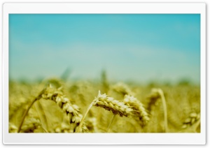 Wheat Ears Ultra HD Wallpaper for 4K UHD Widescreen desktop, tablet & smartphone