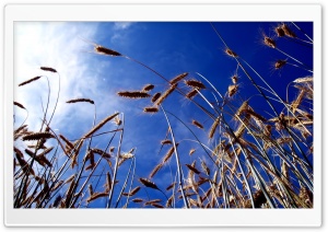 Wheat Field 1 Ultra HD Wallpaper for 4K UHD Widescreen desktop, tablet & smartphone