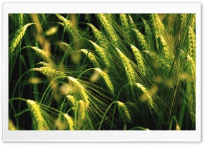 Wheat Field Ultra HD Wallpaper for 4K UHD Widescreen desktop, tablet & smartphone