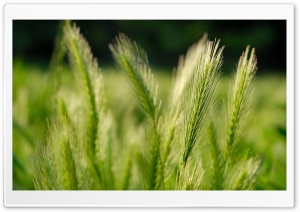 Wheat Field Ultra HD Wallpaper for 4K UHD Widescreen desktop, tablet & smartphone