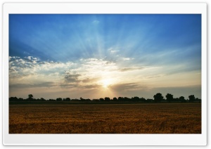 Wheat Field Against Blue Sky Ultra HD Wallpaper for 4K UHD Widescreen desktop, tablet & smartphone