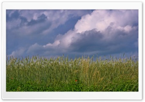 Wheat Field With Red Poppy Ultra HD Wallpaper for 4K UHD Widescreen desktop, tablet & smartphone
