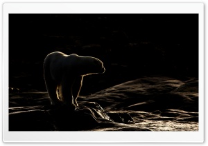 White Bear Ultra HD Wallpaper for 4K UHD Widescreen desktop, tablet & smartphone