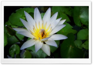 White Beauty Ultra HD Wallpaper for 4K UHD Widescreen desktop, tablet & smartphone