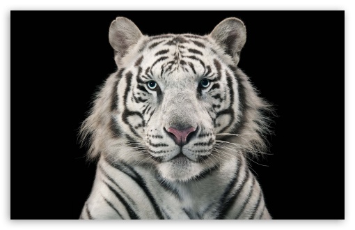 White Bengal Tiger Ultra HD Desktop Background Wallpaper for 4K UHD TV :  Widescreen & UltraWide Desktop & Laptop : Tablet : Smartphone