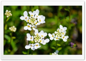 White Bloom Cluster Ultra HD Wallpaper for 4K UHD Widescreen desktop, tablet & smartphone