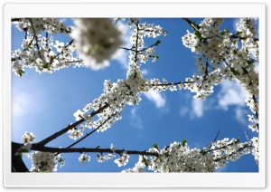 White Blossoms Ultra HD Wallpaper for 4K UHD Widescreen desktop, tablet & smartphone