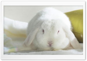 White Bunny Ultra HD Wallpaper for 4K UHD Widescreen desktop, tablet & smartphone