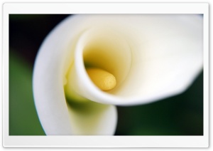 White Calla Lily Ultra HD Wallpaper for 4K UHD Widescreen desktop, tablet & smartphone
