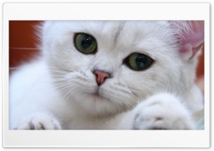 white cat Ultra HD Wallpaper for 4K UHD Widescreen desktop, tablet & smartphone