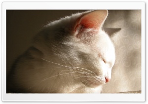 White Cat Sleeping Ultra HD Wallpaper for 4K UHD Widescreen desktop, tablet & smartphone