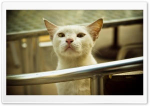 White Cat Smelling Air Ultra HD Wallpaper for 4K UHD Widescreen desktop, tablet & smartphone