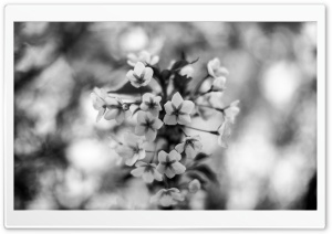 White Cherry Blossoms Macro Ultra HD Wallpaper for 4K UHD Widescreen desktop, tablet & smartphone