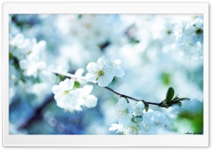 White Cherry Plum Flowers Ultra HD Wallpaper for 4K UHD Widescreen desktop, tablet & smartphone