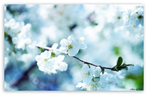White Cherry Plum Flowers Ultra HD Desktop Background Wallpaper for 4K UHD  TV : Multi Display, Dual Monitor : Tablet : Smartphone