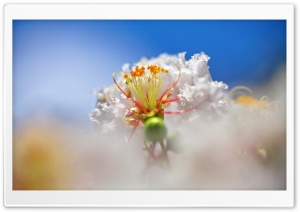 White Crape Myrtle Flower Macro Ultra HD Wallpaper for 4K UHD Widescreen desktop, tablet & smartphone