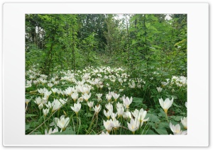 White Crocus Flowers Ultra HD Wallpaper for 4K UHD Widescreen desktop, tablet & smartphone