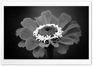 White Crown Flower Ultra HD Wallpaper for 4K UHD Widescreen desktop, tablet & smartphone