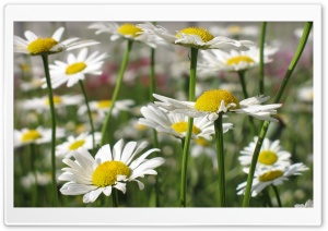 White Daisies Ultra HD Wallpaper for 4K UHD Widescreen desktop, tablet & smartphone