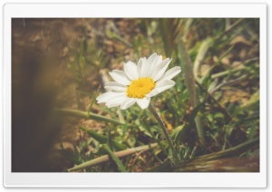 White Daisy Ultra HD Wallpaper for 4K UHD Widescreen desktop, tablet & smartphone