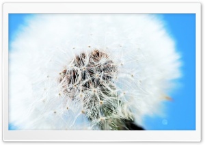 White Dandelion Ultra HD Wallpaper for 4K UHD Widescreen desktop, tablet & smartphone