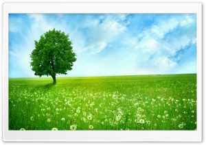 White Dandelion Field Ultra HD Wallpaper for 4K UHD Widescreen desktop, tablet & smartphone