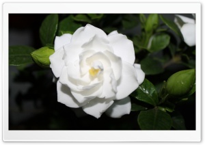 White Flower Ultra HD Wallpaper for 4K UHD Widescreen desktop, tablet & smartphone