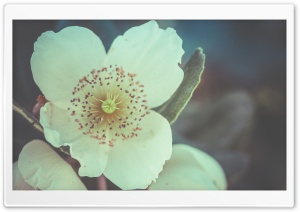 White Flower Macro Ultra HD Wallpaper for 4K UHD Widescreen desktop, tablet & smartphone