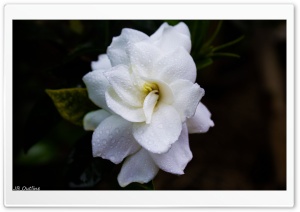 White Flower, Macro, Water Drops Ultra HD Wallpaper for 4K UHD Widescreen desktop, tablet & smartphone