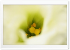 White Flower Stamen Detail Ultra HD Wallpaper for 4K UHD Widescreen desktop, tablet & smartphone