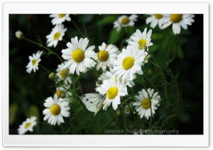 White Flowers Ultra HD Wallpaper for 4K UHD Widescreen desktop, tablet & smartphone