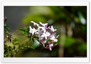 White Flowers Ultra HD Wallpaper for 4K UHD Widescreen desktop, tablet & smartphone