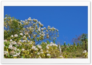 White Flowers and Blue Sky Ultra HD Wallpaper for 4K UHD Widescreen desktop, tablet & smartphone