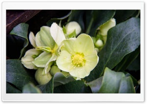 White Flowers Close up Ultra HD Wallpaper for 4K UHD Widescreen desktop, tablet & smartphone