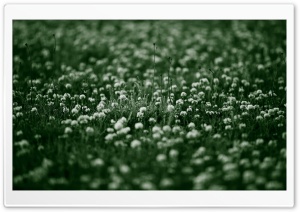 White Flowers Field Ultra HD Wallpaper for 4K UHD Widescreen desktop, tablet & smartphone