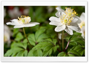 White Flowers Macro Ultra HD Wallpaper for 4K UHD Widescreen desktop, tablet & smartphone