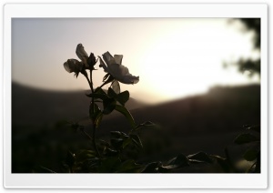 White Flowers Seem to be Black Ultra HD Wallpaper for 4K UHD Widescreen desktop, tablet & smartphone
