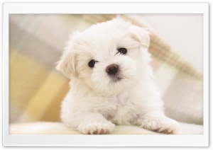 White Fluffy Puppy Ultra HD Wallpaper for 4K UHD Widescreen desktop, tablet & smartphone